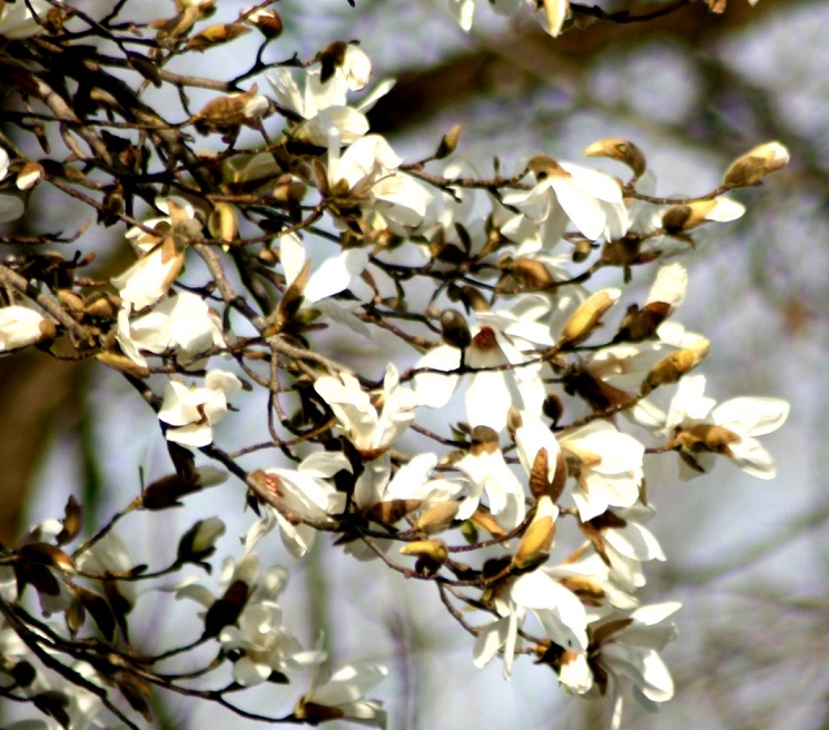 Schnell vergänglich - Magnolienblüten