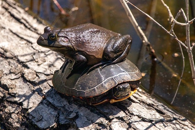 Die Schildkröte und der Frosch