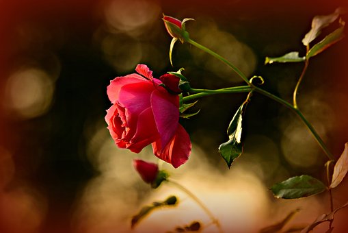 Blüten einer Rose
