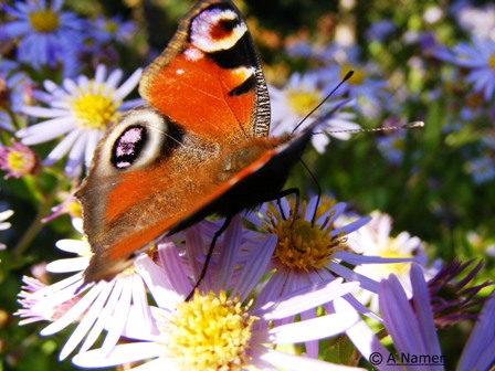 Schmetterlings-Flug